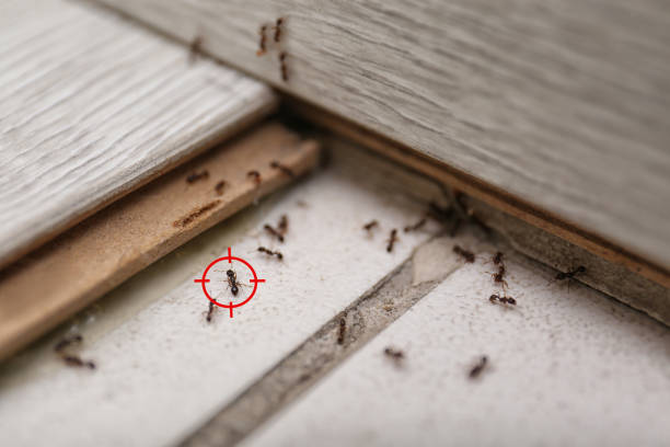 Trusted High Point, FL Pest Control Experts