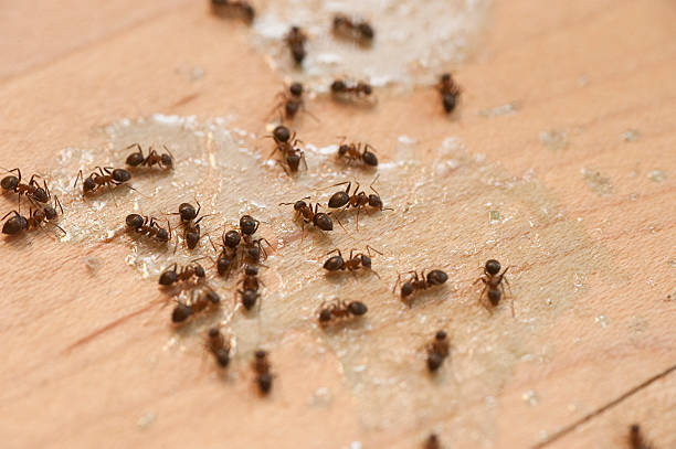 Best Termite Control Services  in High Point, FL