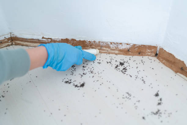 Best Pest Control for Homes  in High Point, FL